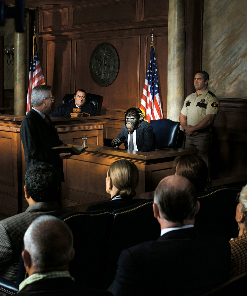 Illustration for article titled RISE OF THE LITIGATION OF THE APES